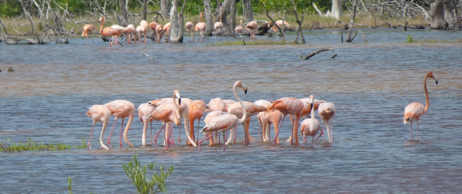 webassets/16flamingo.jpg