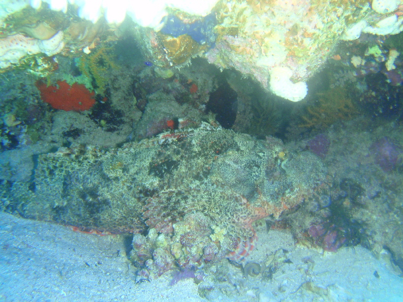 webassets/scorpionfish2.JPG